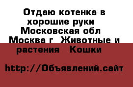 Отдаю котенка в хорошие руки - Московская обл., Москва г. Животные и растения » Кошки   